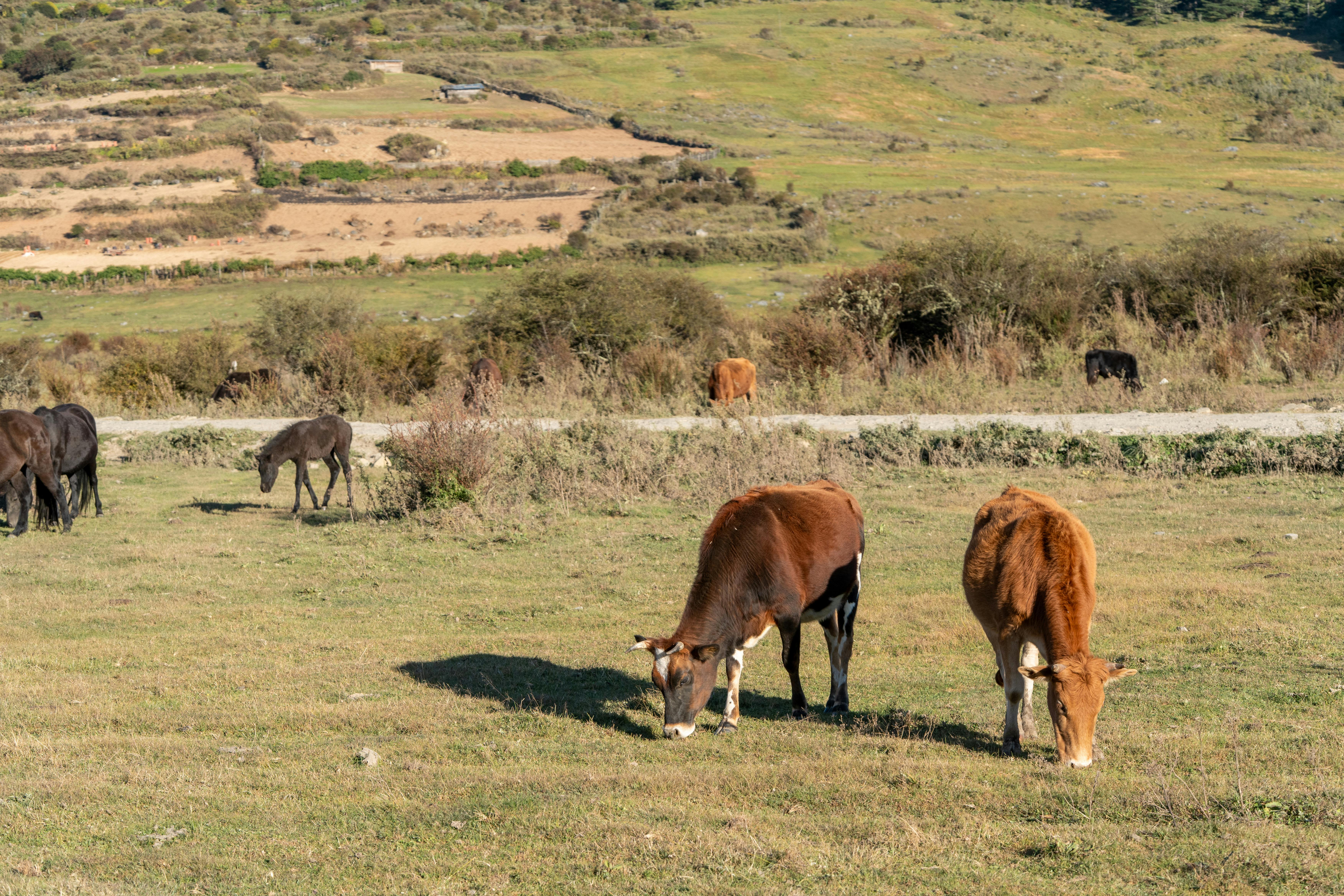 Hidden Gems of Bhutan Travelers exploring Bhutanese countryside and temples