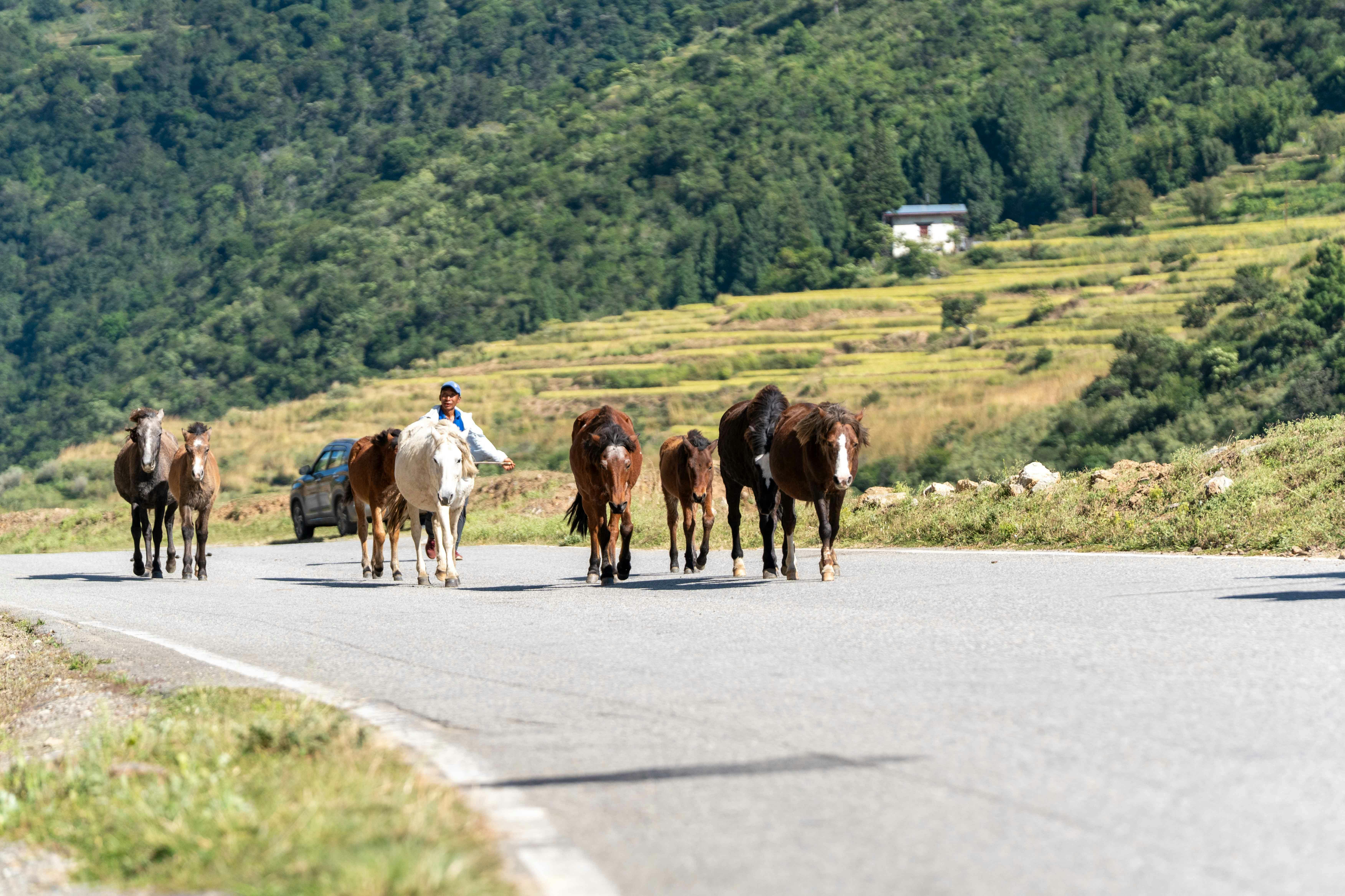 Travel destinations in Bhutan, hidden gems