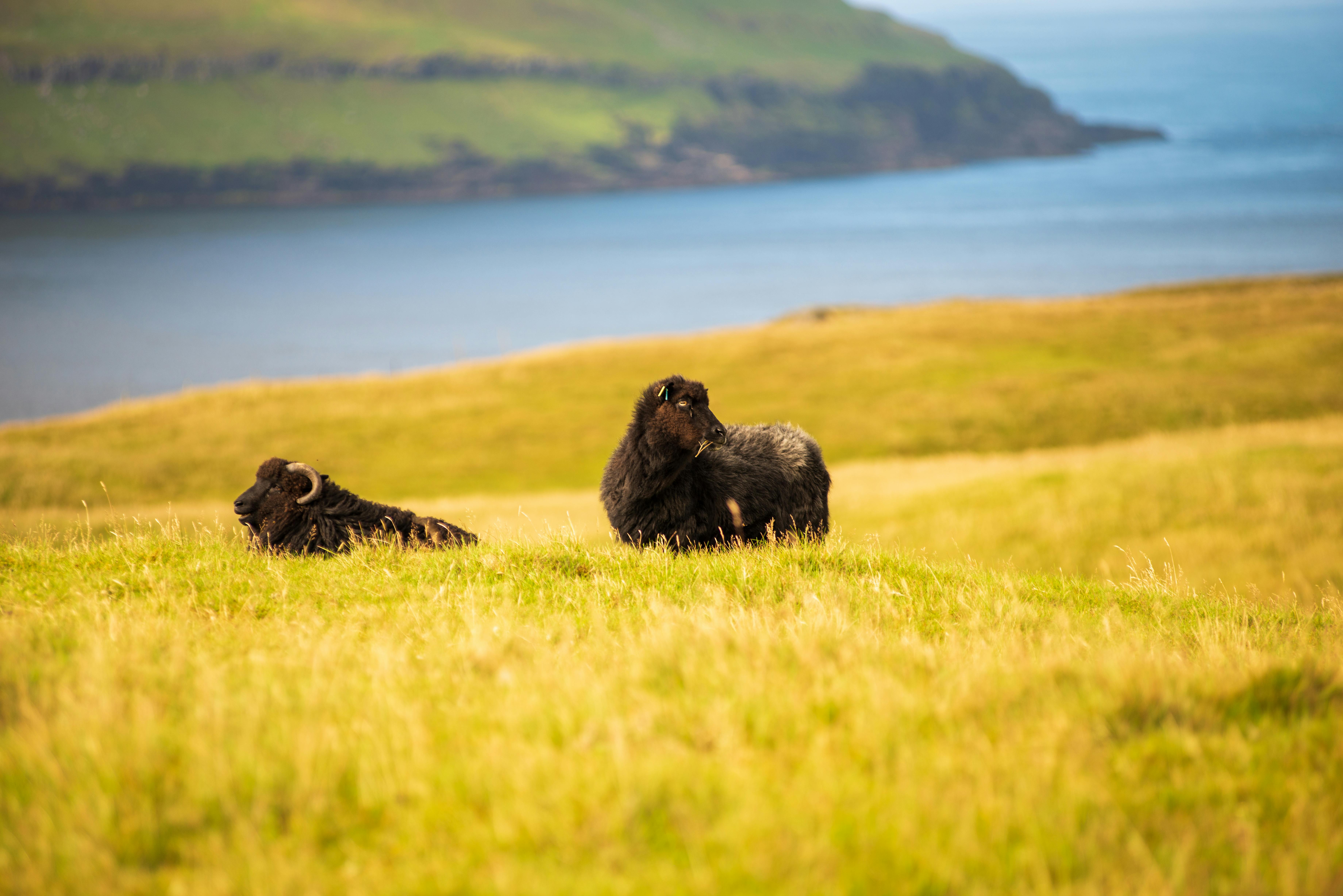 Scenic landscape of Faroe Islands